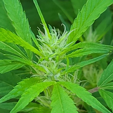 MediKit growlog timeline photo