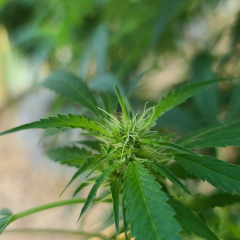 Jack Herer growlog timeline photo