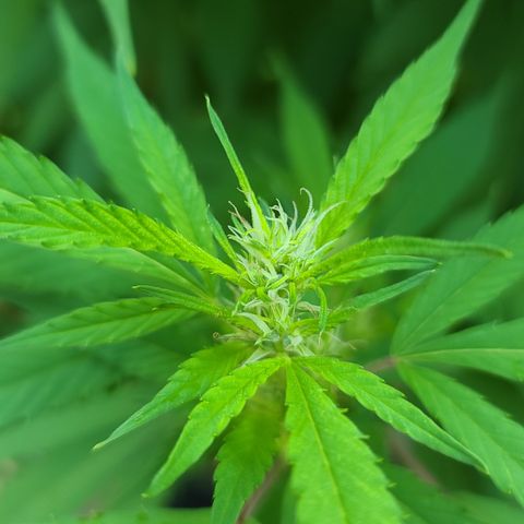 MediKit growlog timeline photo