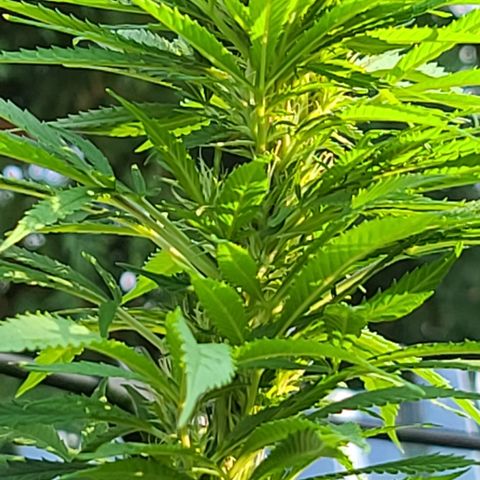 MediKit growlog timeline photo
