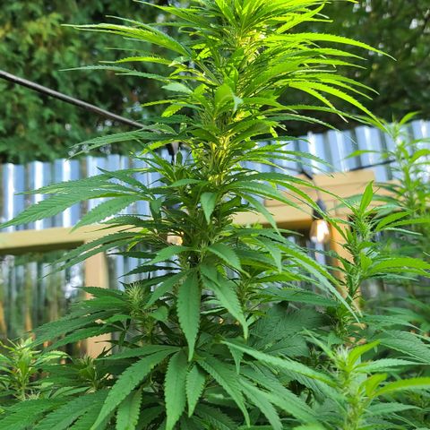 MediKit growlog timeline photo