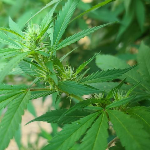 MediKit growlog timeline photo