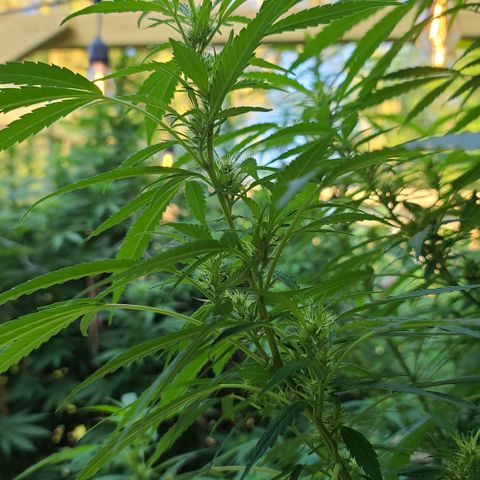 Jack Herer growlog timeline photo