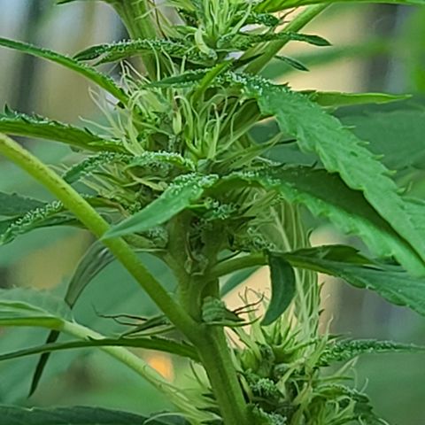 Jack Herer growlog timeline photo
