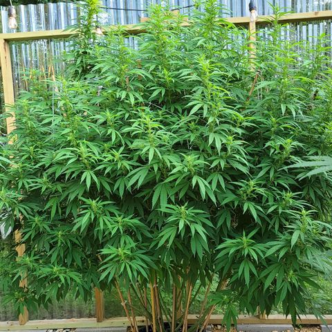 MediKit growlog timeline photo