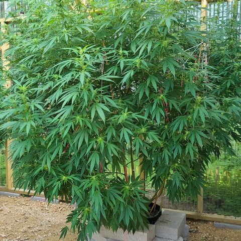 Jack Herer growlog timeline photo