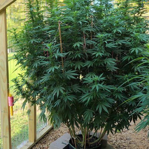 Purple Power growlog timeline photo