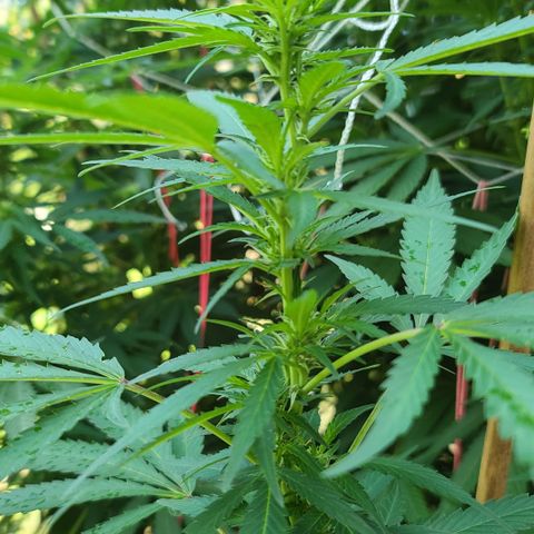 Purple Power growlog timeline photo