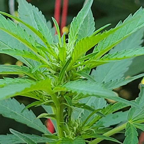 Purple Power growlog timeline photo