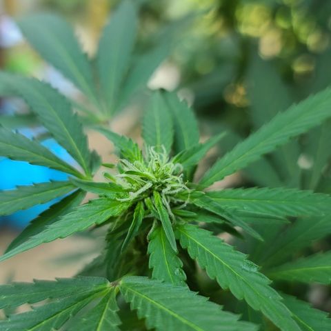 Purple Power growlog timeline photo