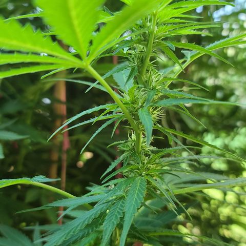 Purple Power growlog timeline photo