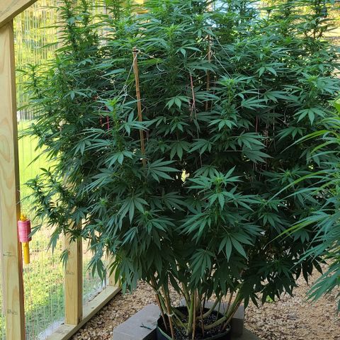 Purple Power growlog timeline photo