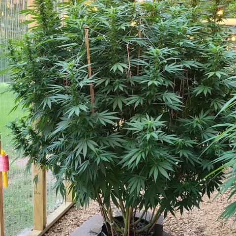 Purple Power growlog timeline photo