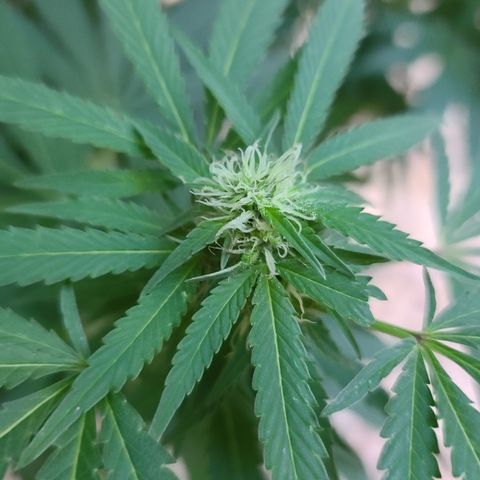 Purple Power growlog timeline photo