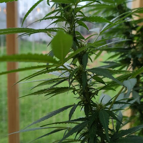Purple Power growlog timeline photo