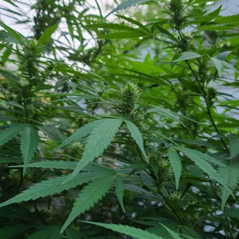 Jack Herer growlog timeline photo