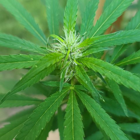 MediKit growlog timeline photo