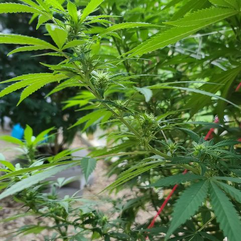 Aurora Indica growlog timeline photo