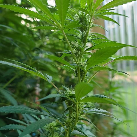 Aurora Indica growlog timeline photo