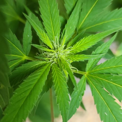 Critical Plus growlog timeline photo