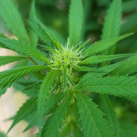 Aurora Indica growlog timeline photo