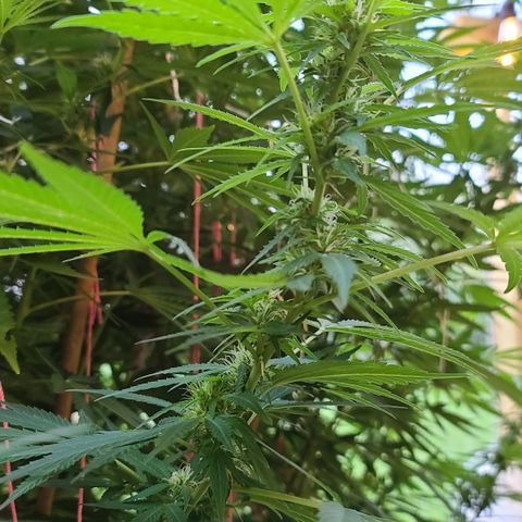 Purple Power growlog timeline photo