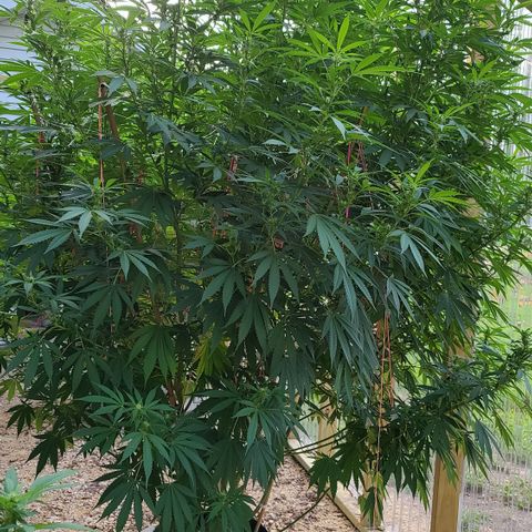 Aurora Indica growlog timeline photo