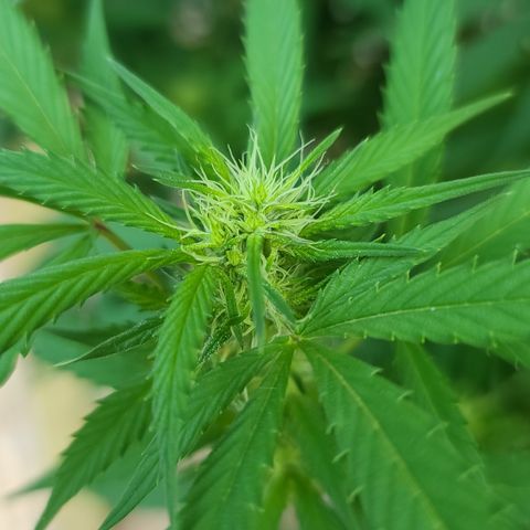 Aurora Indica growlog timeline photo
