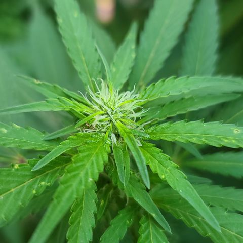 Purple Power growlog timeline photo