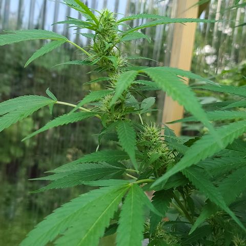 Jack Herer growlog timeline photo