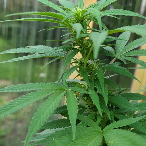 Critical Plus growlog timeline photo