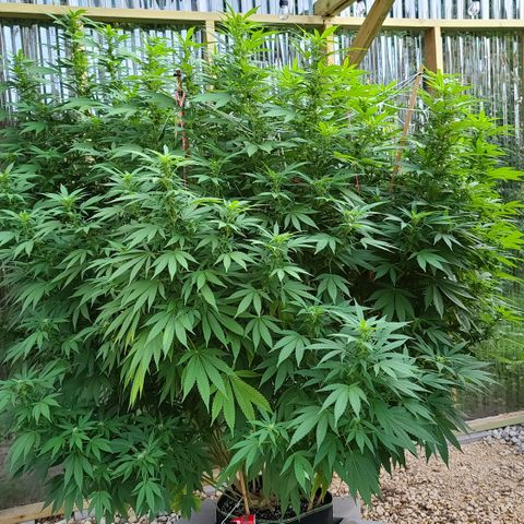 Critical Plus growlog timeline photo