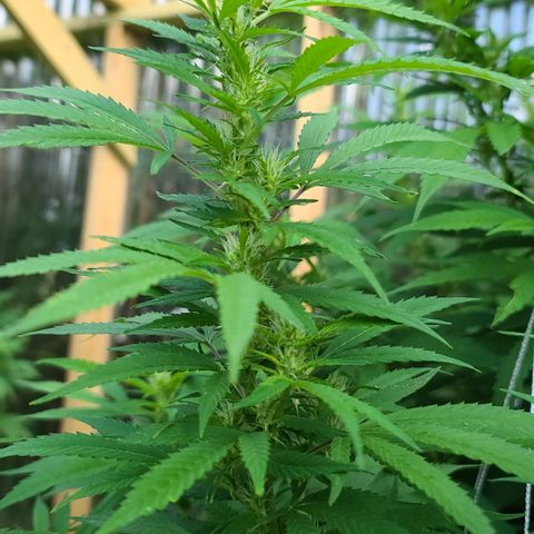 MediKit growlog timeline photo