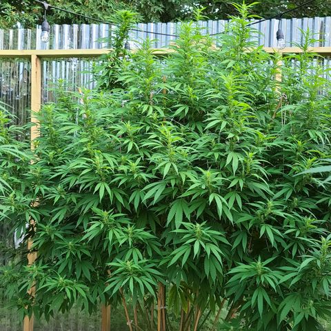 MediKit growlog timeline photo