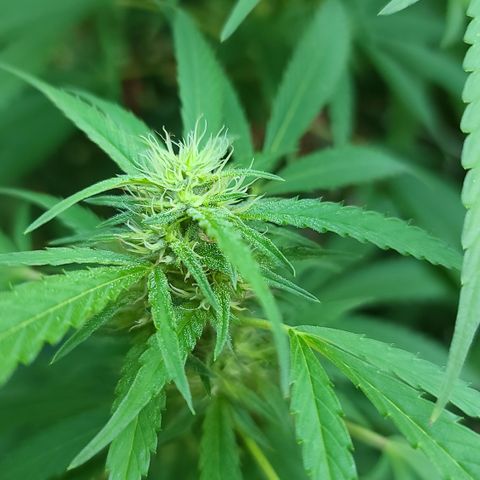 Jack Herer growlog timeline photo