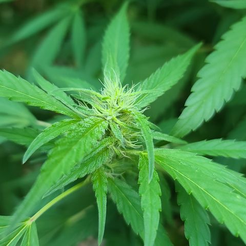 Jack Herer growlog timeline photo