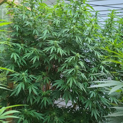 Jack Herer growlog timeline photo