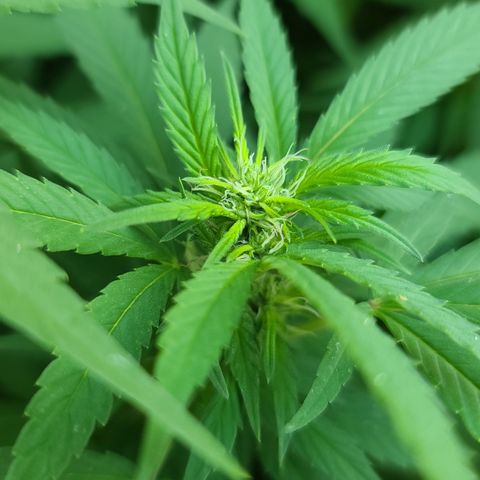 Critical Plus growlog timeline photo