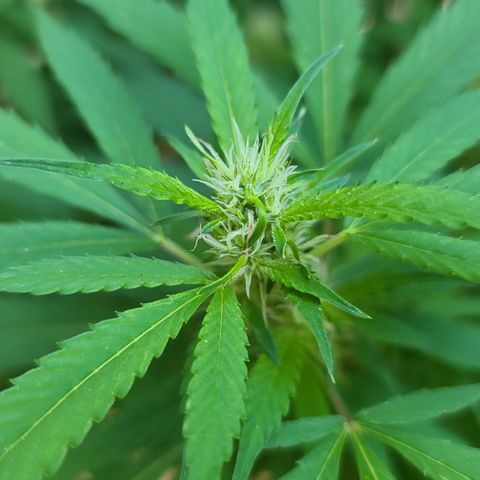 MediKit growlog timeline photo