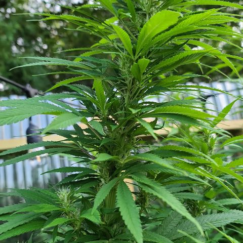 MediKit growlog timeline photo