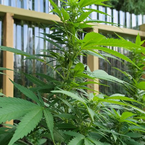 Critical Plus growlog timeline photo