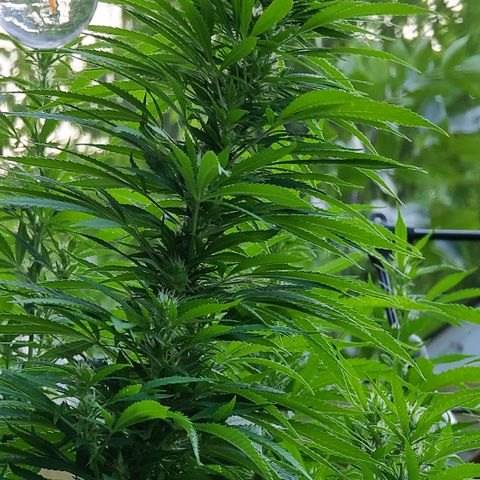 MediKit growlog timeline photo