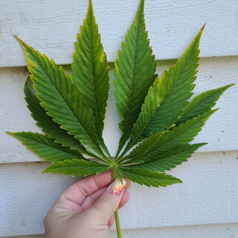 Purple Power growlog photo: 13 leaves!! 😍🥰