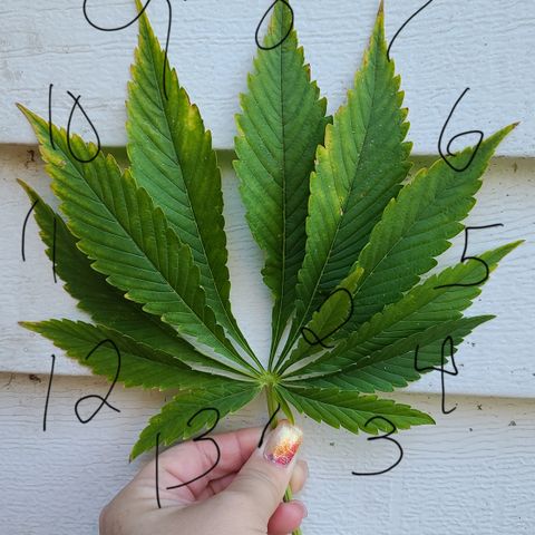 Purple Power growlog photo: 13 leaves!! 😍🥰