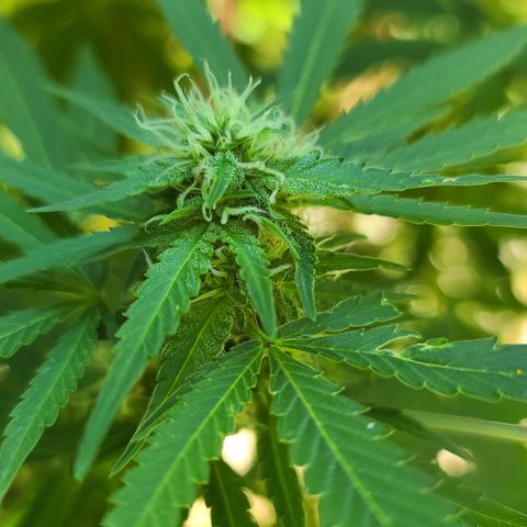 Purple Power growlog timeline photo