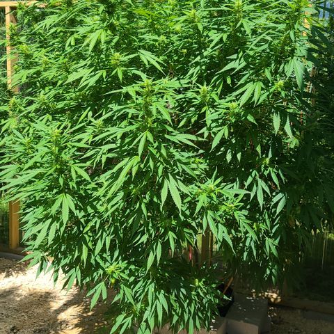 Jack Herer growlog timeline photo