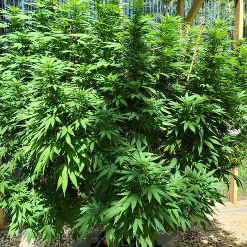 Critical Plus growlog timeline photo