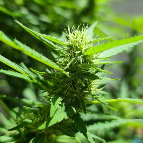 Jack Herer growlog timeline photo
