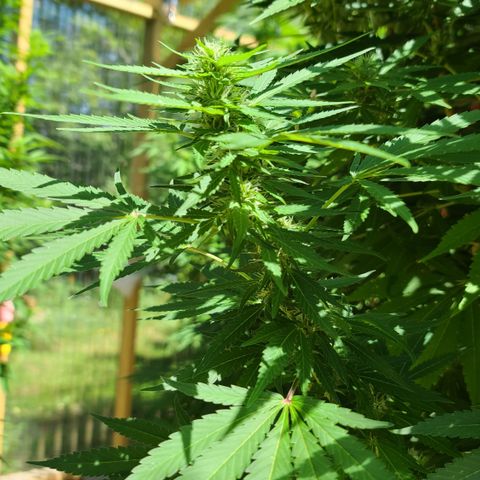 Purple Power growlog timeline photo