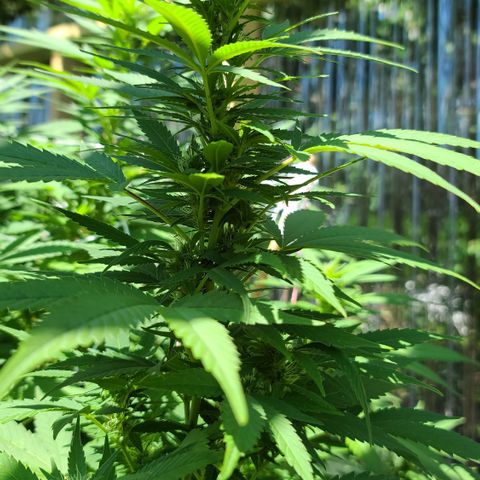 Critical Plus growlog timeline photo
